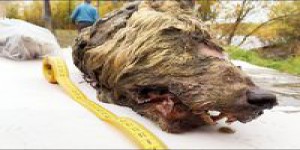 En Sibérie, découverte d'une tête de loup géant vieille de 40 000 ans