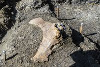 L'un des plus grands fémurs de dinosaure au monde découvert en Charente