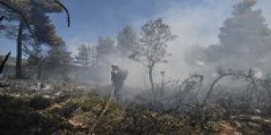 Les forêts vulnérables face aux incendies à répétition