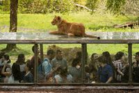 Bien-être animal : faut-il fermer les zoos ?
