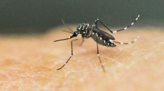 Des moustiques OGM résistent aux virus de la dengue