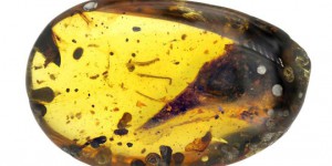 Un mini-dinosaure découvert piégé dans de l'ambre depuis 99 millions d'années