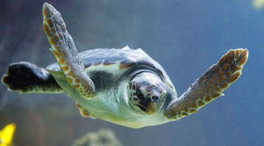 Pourquoi les tortues marines sont-elles attirées par les déchets plastiques?