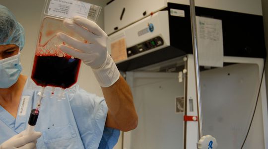 Coronavirus : du sang de ver marin pour remplacer les respirateurs