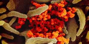 La modélisation des protéines du coronavirus, enjeu majeur de la lutte contre l'épidémie