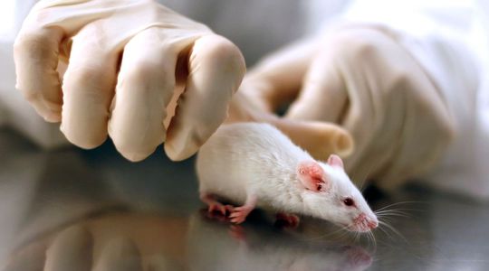 La recherche d'un vaccin pourrait-elle être paralysée par une pénurie de souris de labo?