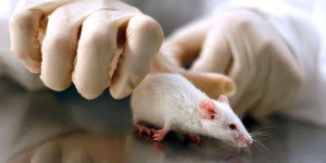La recherche d'un vaccin pourrait-elle être paralysée par une pénurie de souris de labo?