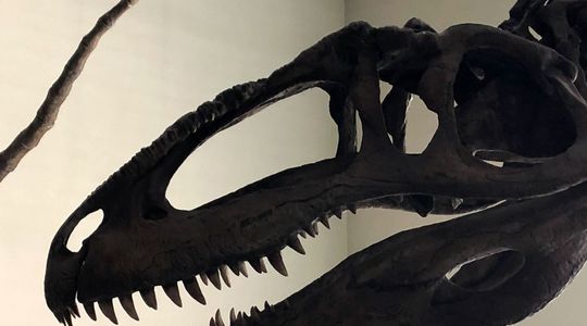 Australie : un spécimen très rare de dinosaure découvert