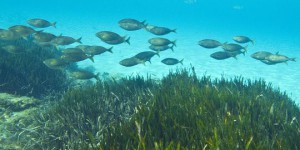 'Un océan de décibels' : la pollution sonore ravage aussi les écosystèmes marins