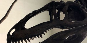 Des scientifiques ont diagnostiqué pour la première fois un cancer chez un dinosaure