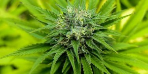 Cannabis médical : 'On est loin du remède miracle'