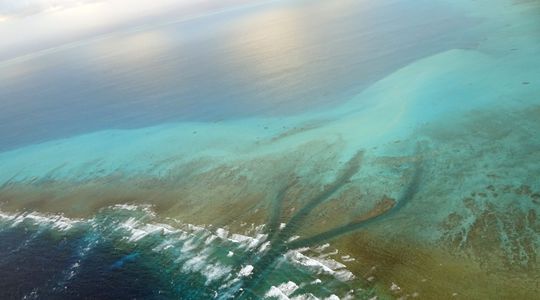 Journée mondiale de l'océan : la France doit sauver ses récifs coralliens !