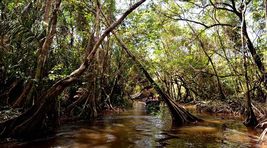 Les mangroves, un puits de carbone menacé