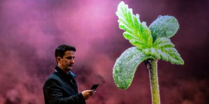 Cannabis : et si nos smartphones devenaient des mouchards ?