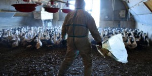Grippe aviaire : et si la prochaine pandémie venait des élevages intensifs ?