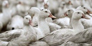 Grippe aviaire : quelles solutions pour limiter l'abattage des animaux ?