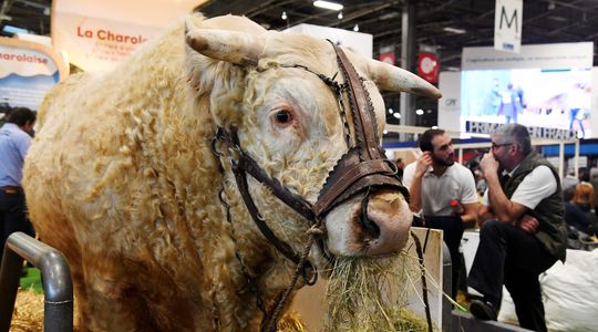 Salon de l'agriculture : les vaches sans le méthane, c'est possible ?