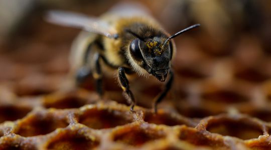 Et si les abeilles avaient une conscience ?
