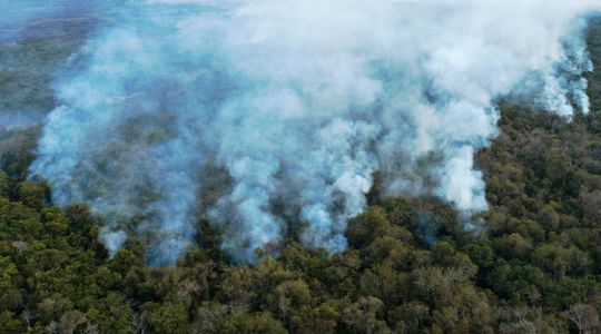 Changement climatique : la silencieuse agonie des forêts tropicales