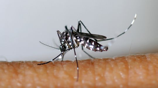 Dengue : pourquoi les cas de cette maladie infectieuse sont en forte hausse en France