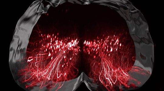 Des chercheurs identifient le neurone qui permet de remarcher