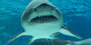 
    Rihanna nage avec les requins ? Trop facile !  