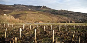
    Le vignoble français 100% bio dans vingt ans : et pourquoi pas ?  