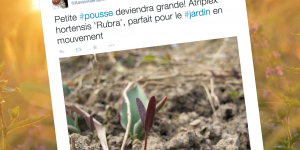 
    Belles plantes et semis fertiles : notre liste de comptes Twitter pour jardiner  