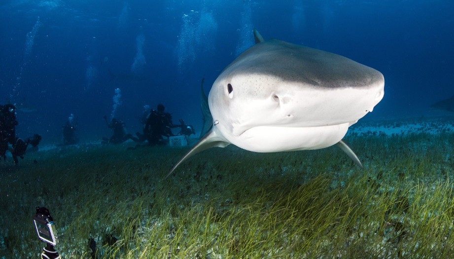 
    A La Réunion, les pro et anti-requins se déchirent  