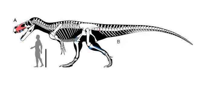 Le plus grand dinosaure carnivore d'Europe identifié