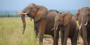 VIDÉO. Les éléphants distinguent les dialectes africains