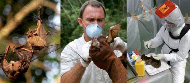 Ebola : la malédiction de la chauve-souris