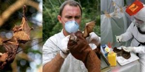 Ebola : la malédiction de la chauve-souris