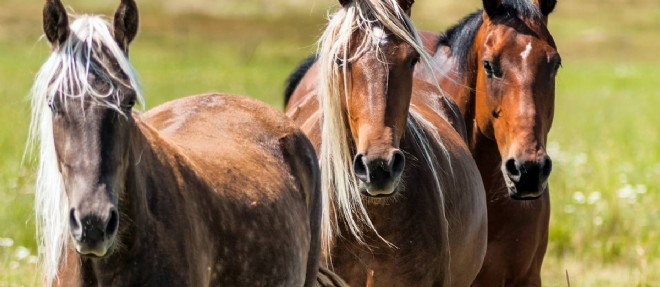 Le cuisant revers de la domestication du cheval se lit dans son ADN