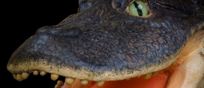 Pérou : des chercheurs découvrent un crocodile... au bec de canard !