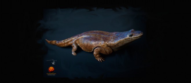 La 'salamandre préhistorique', ancienne reine des eaux douces