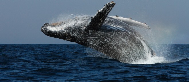 Au Japon, la chasse 'scientifique' à la baleine sous le microscope