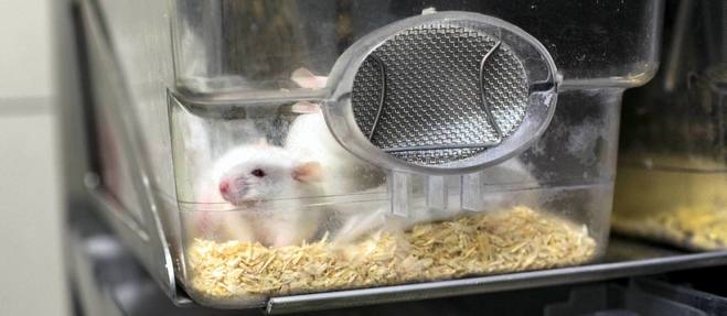 Recherche : pourquoi expérimenter sur des souris et des rats ?