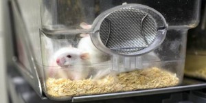 Recherche : pourquoi expérimenter sur des souris et des rats ?