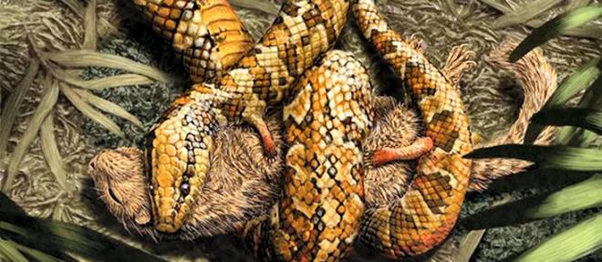 Un fossile de serpent qui en dit long sur l'origine de ces reptiles