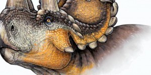 Un nouveau tricératops découvert au Canada