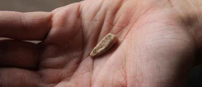 Pyrénées-Orientales : une dent humaine vieille de 560 000 ans !