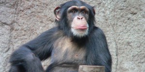 Didier Raoult - La leçon sexiste du chimpanzé