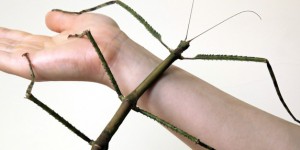 Le plus long insecte du monde est chinois