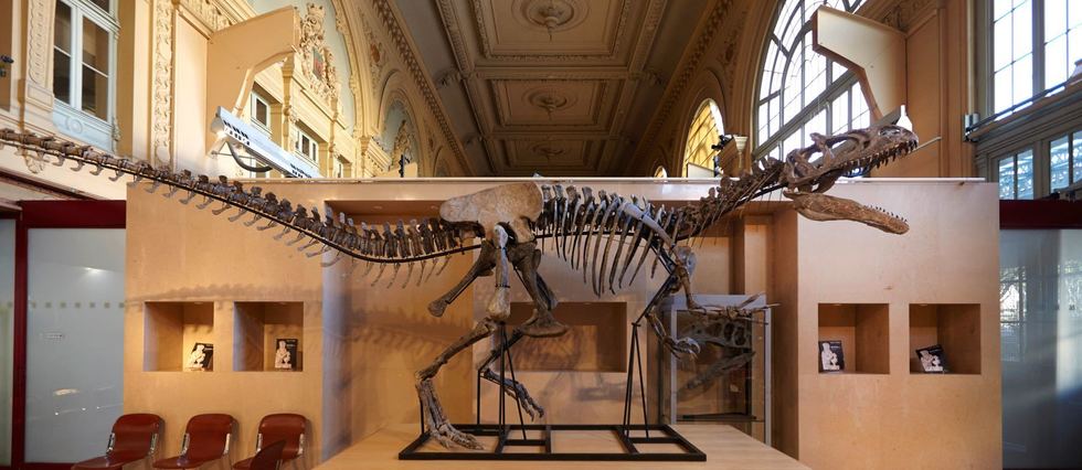 Un rare squelette de dinosaure bientôt vendu aux enchères