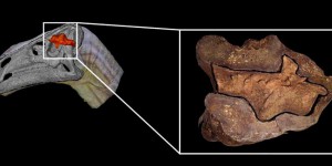 Le tout premier cerveau fossile de dinosaure découvert