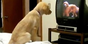 Que voit un chien quand il regarde la télévision ?