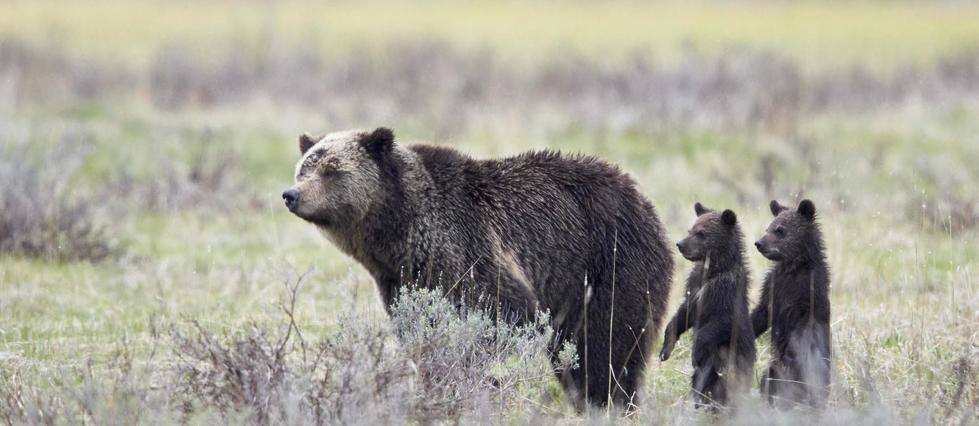 États-Unis : les grizzlis de Yellowstone quittent la liste des animaux protégés