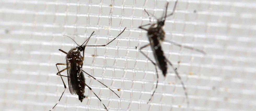 20 000 moustiques OGM largués pour lutter contre la propagation des virus