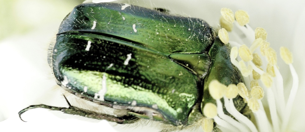 Le biomimétisme par Idriss Aberkane #22 : de sacrés scarabées !